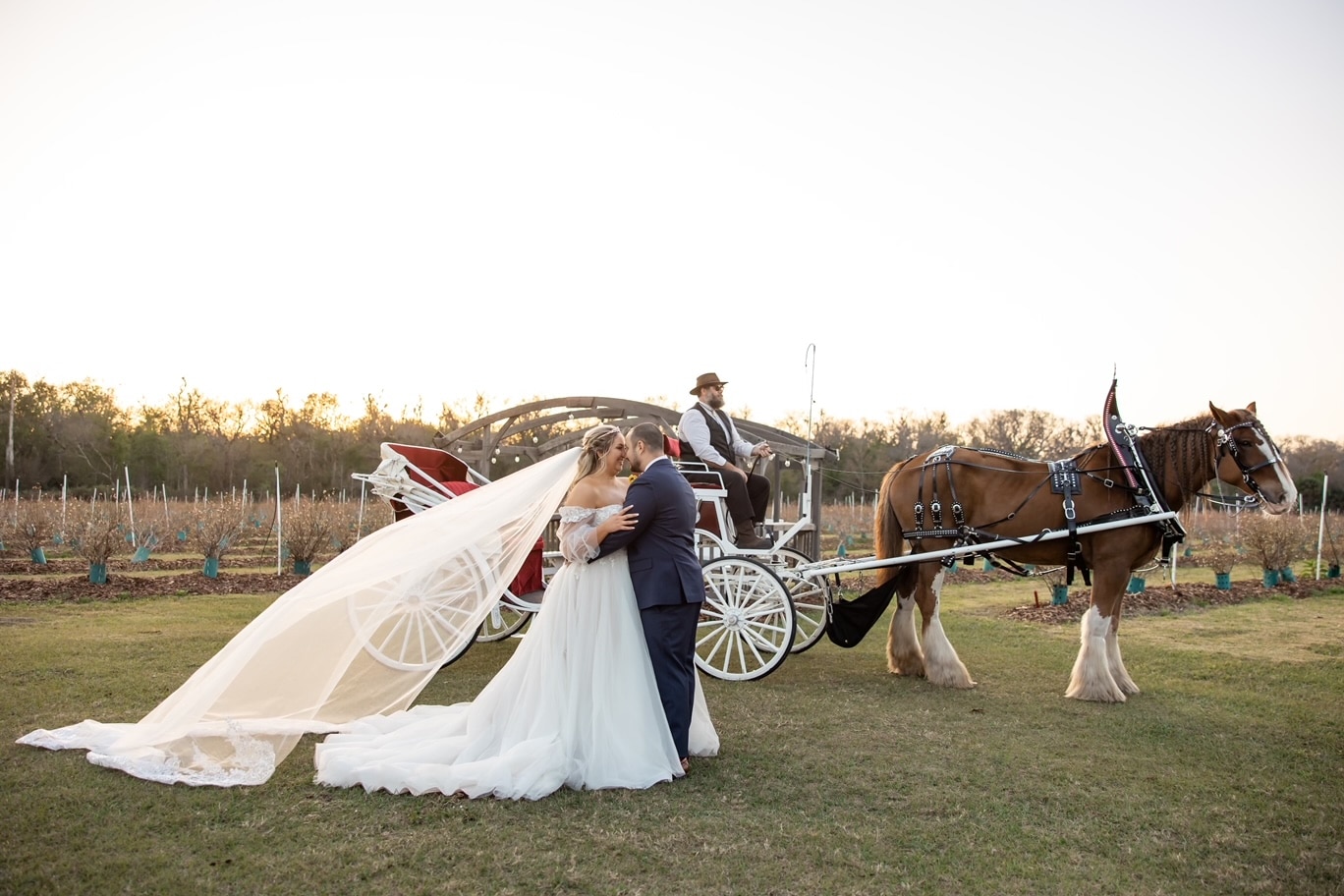 horse carriage rentals in florida orlando