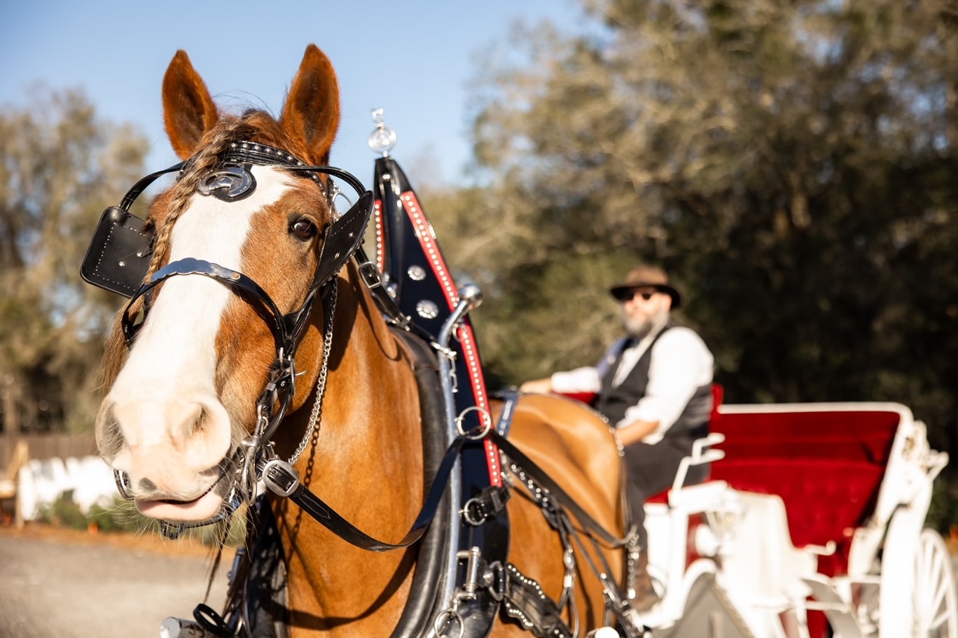 orlando horse carriage rentals florida